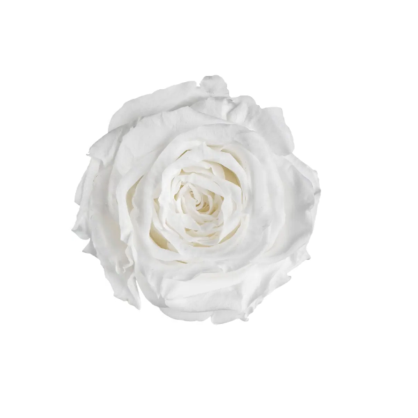 Trandafir criogenat RA XS 3cm Alb Trandafir criogenat RA XS 3cm Alb