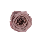 Trandafir criogenat RA XS 3cm Ciocolata