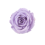 Trandafir criogenat RA XS 3cm Lavanda