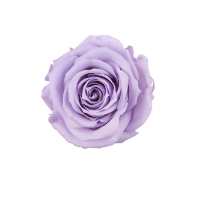 Trandafir criogenat RA XS 3cm Lavanda