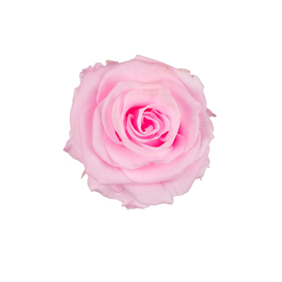 Trandafir criogenat RA XS 3cm Roz deschis