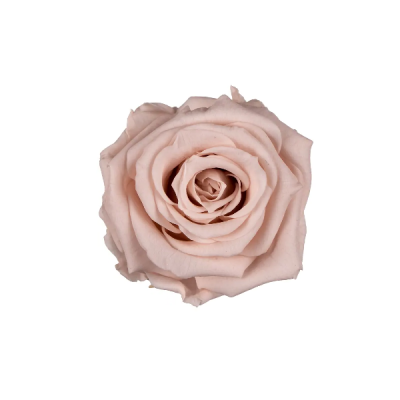 Trandafir criogenat RA XS 3cm Roz antic