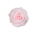 Trandafir criogenat RA XS 3cm Roz pal