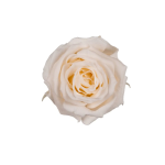 Trandafir criogenat RA XS 3cm Sampanie