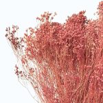 Flori uscate Broom Bloom premium Roz Antic 100g