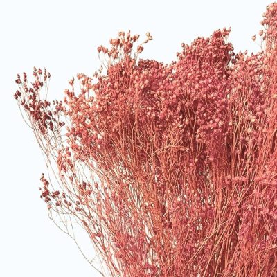 Flori uscate Broom Bloom premium Roz Antic 100g