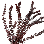 Eucalipt stabilizat Baby Bordo set HQ