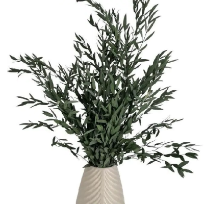 Eucalipt Stabilizat Nicoly Verde cald HQ