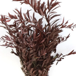 Eucalipt stabilizat Parvifolia Bordo set HQ