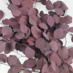 Eucalipt stabilizat Populus Bordo set HQ