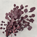 Eucalipt stabilizat Populus Bordo set HQ