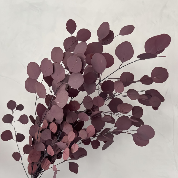 Eucalipt stabilizat Populus Bordo set HQ Eucalipt stabilizat Populus Bordo set HQ