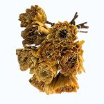 Floare uscata Protea MAXI natur set x6