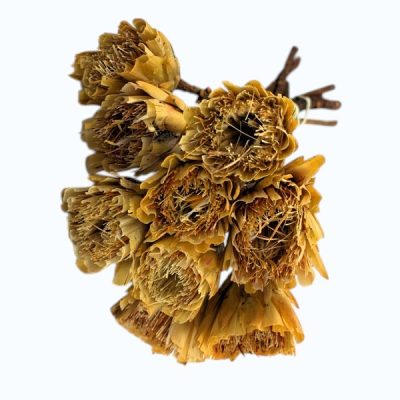 Floare uscata Protea MAXI natur set x6