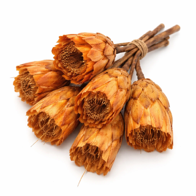 Floare uscata Protea MAXI oranj set x6