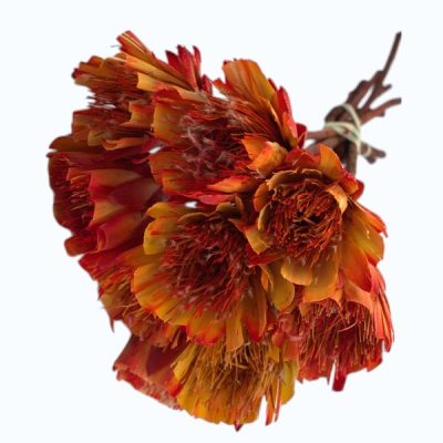 Floare uscata Protea MAXI red flame set x6