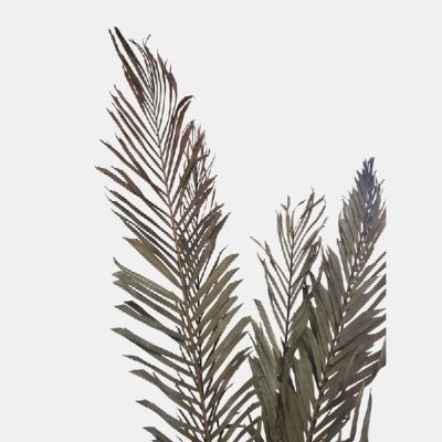 Frunze Palmier REGINA, natur set x5