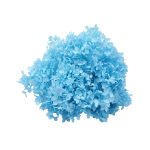 Hortensia Criogenata la Cutie Baby Blue