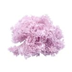 Hortensia Criogenata la Cutie Baby Lila