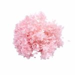 Hortensia Criogenata la Cutie Baby pink