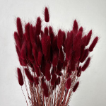 Lagurus bordo set 70cm