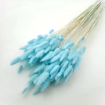 Lagurus premium Baby Blue set 100g