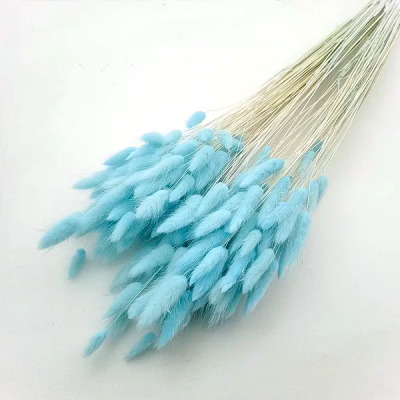 Lagurus premium Baby Blue set 100g