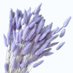 Lagurus premium Lavanda pal set 100g