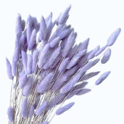 Lagurus premium Lavanda pal set 100g