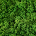 Licheni conservati Verde 500g