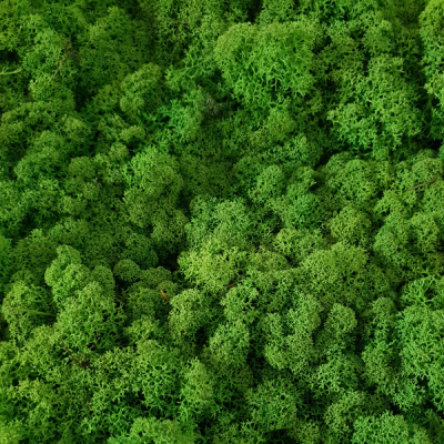 Licheni conservati Verde 500g