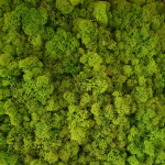 Licheni conservati Verde deschis 500g