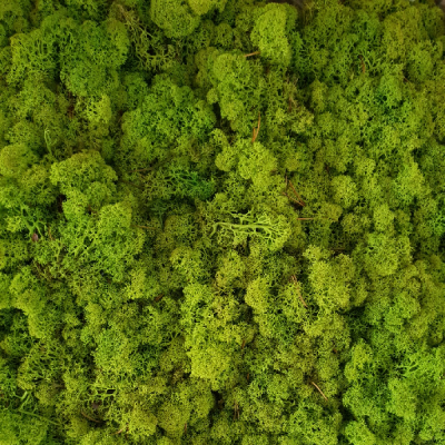 Licheni conservati Verde deschis 500g