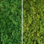 Licheni conservati Verde si Verde deschis