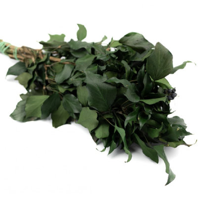Iedera stabilizata verde natur 50cm