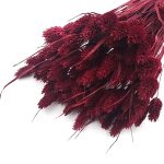 Phalaris bordo set 50cm