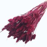 Phalaris bordo set 50cm
