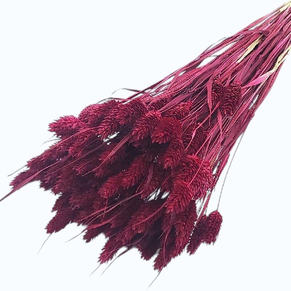 Phalaris bordo set 50cm Phalaris bordo set 50cm