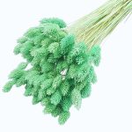 Phalaris verde menta set 50cm