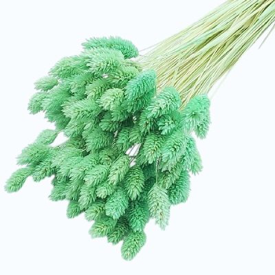Phalaris verde menta set 50cm
