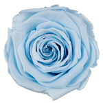 Trandafir criogenat RA 5cm Baby Blue