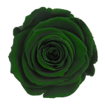 Trandafir criogenat RA 5cm Verde 02