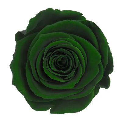 Trandafir criogenat RA 5cm Verde 02