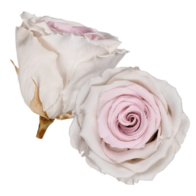 Trandafir criogenat RA 5cm bicolor ivory-roz pastel
