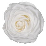 Trandafir criogenat XL 8.5cm Alb 01