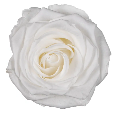 Trandafir criogenat XL 8.5cm Alb 01