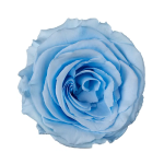Trandafir criogenat XL 8.5cm Baby Blue 89