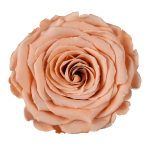 Trandafir criogenat XL 8.5cm Peach 01