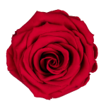 Trandafir criogenat XL 8.5cm Rosu 02