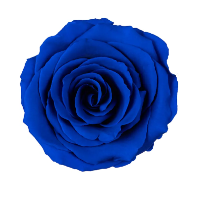 Trandafir criogenat XL 8.5cm Royal Blue 03